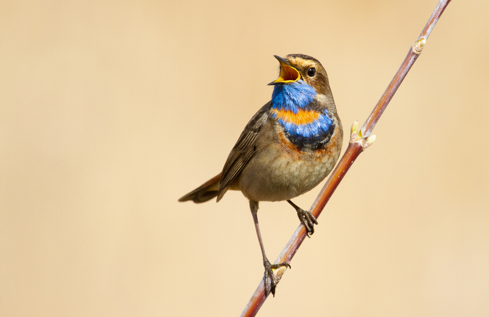 Bluethroat, Luscinia svecica. Singing bird sitting on a branch
