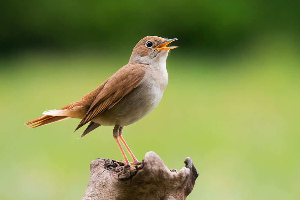 Common Nightingale (Luscinia megarhynchos), beautiful small orange songbird with long turned up tail, standing on on branch and singing. Diffused green background. Scene from wild nature.
