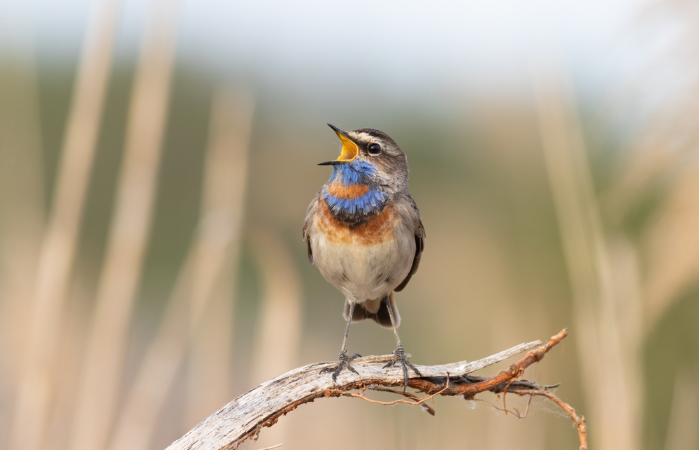 Bluethroat, Luscinia svecica. A bird sits on a dry branch and sings
