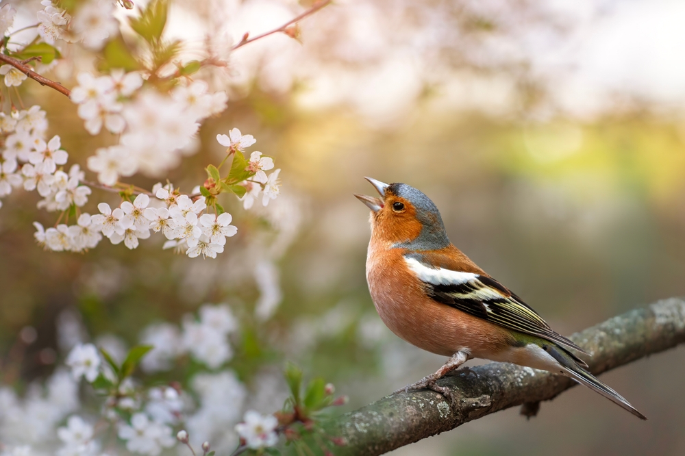 a beautiful bright bird, a male finch sits on a branch in a spring blooming cherry orchard and sings loudly
