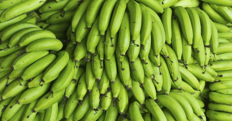 Starch in Green Bananas May Slash Risk of Some Cancers by Over 60%, Study Finds - Featured image
