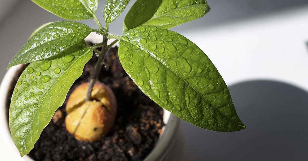 10 Tips for Growing Avocado in a Pot and for it to bear fruit