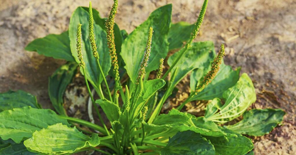 Broadleaf Plantain: Unveiling the Marvels of Nature’s Medicinal Herb - Featured image