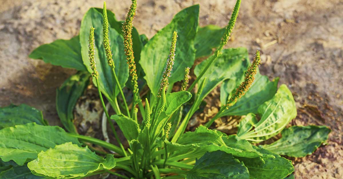 Broadleaf Plantain: Unveiling the Marvels of Nature’s Medicinal Herb