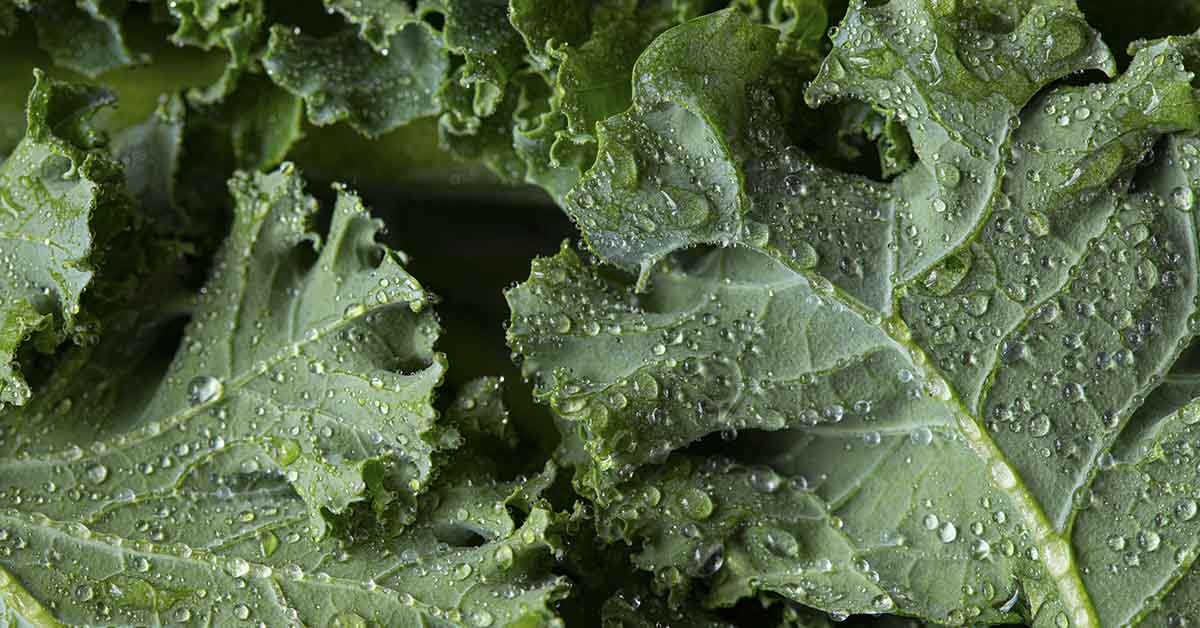 24 Of The Most Weight Loss Friendly Foods on The Planet