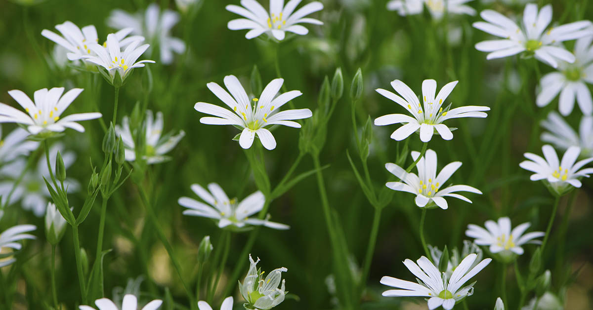 Chickweed: Discover the Benefits of this Wild Medicinal Herb