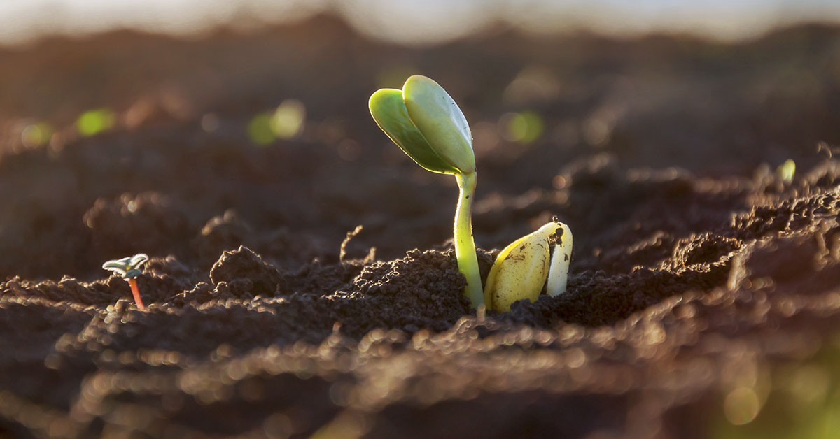 Piggy Sooy: The Transgenic Soy Bean That Contains 26% Animal Protein