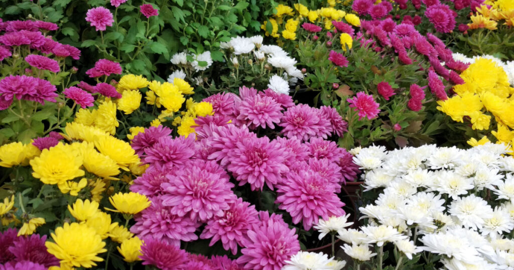 different chrysanthemum flower plants