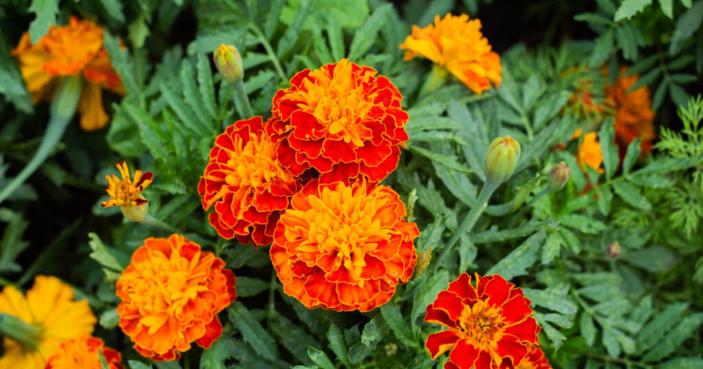 Close up of beautiful Marigold flower plant (Tagetes erecta, Mexican, Aztec or African marigold) in the garden
