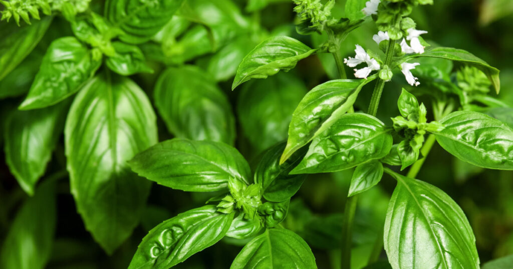 Sweet Basil green plants with flowers growing