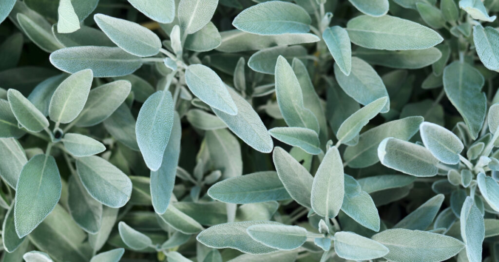 Common sage or salvia officinalis - perennial subshrub, used in medicinal and culinary. A macro image of aromatic sage growing outdoors, top view.