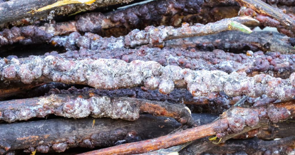 Close up Lac ( tachardia lacca Kerr) on tree branches natural background