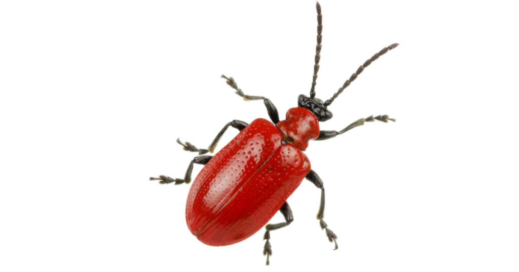 red beetle on a white background