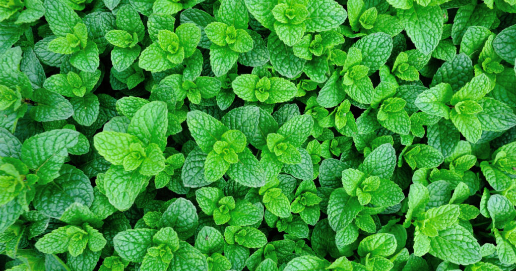 Mint plants grow at vegetable garden