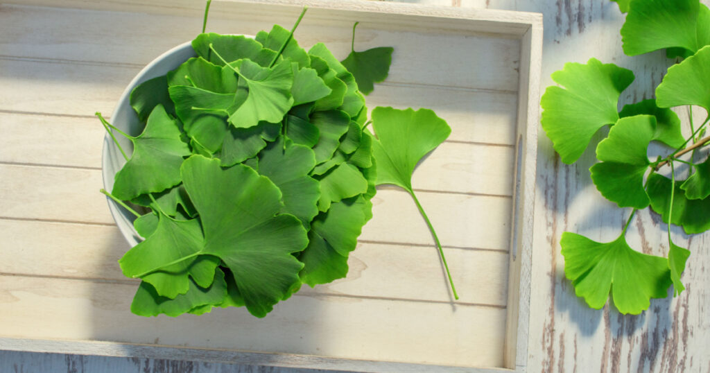 Collected leaves from ginko biloba tree ready for drying
