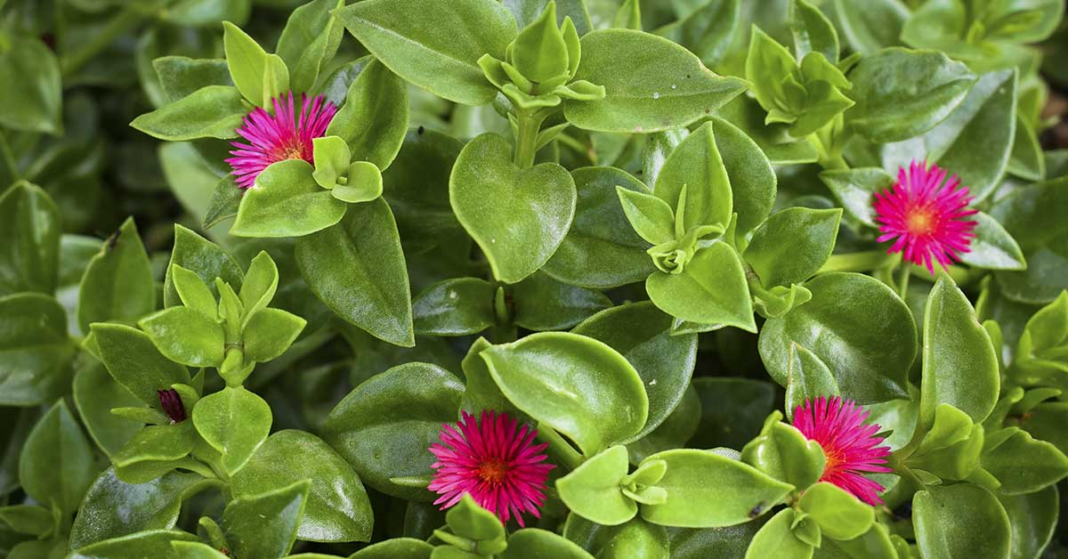 Apetina: The Lawn Replacement You’ve Been Looking for (+11 Other Useful Groundcovers)