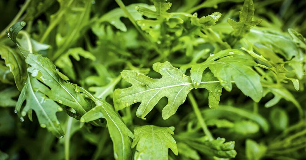 From Pain Relief to Sleep: 6 Benefits of Wild Lettuce - Featured image