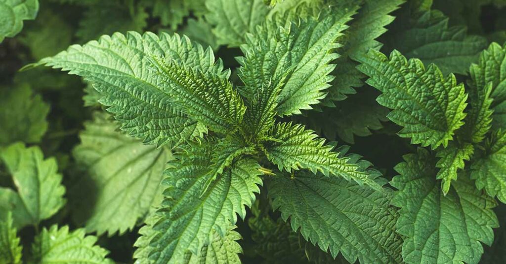 Harnessing the Power of Nettle Fertilizer Pesticide for Sustainable Agriculture - Featured image