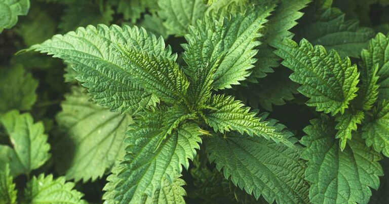 Harnessing the Power of Nettle Fertilizer Pesticide for Sustainable Agriculture - Featured image