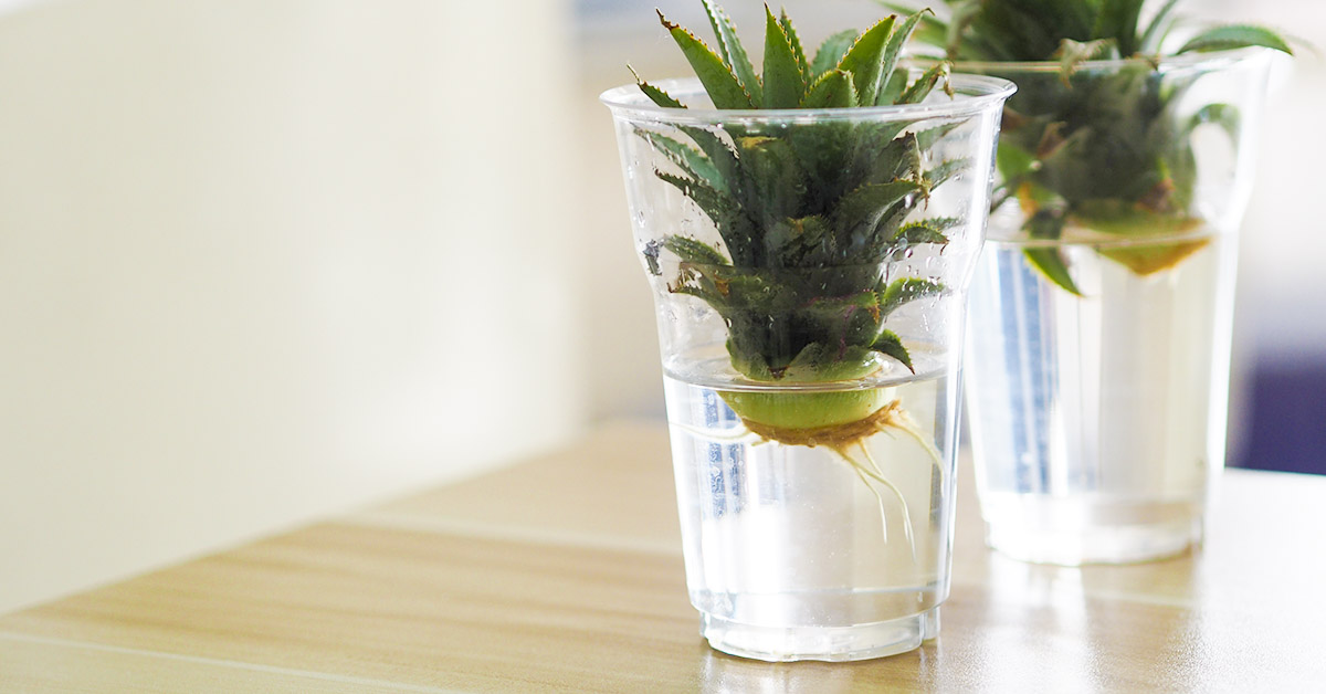 A Simple Guide to Growing Pineapple in Water at Home