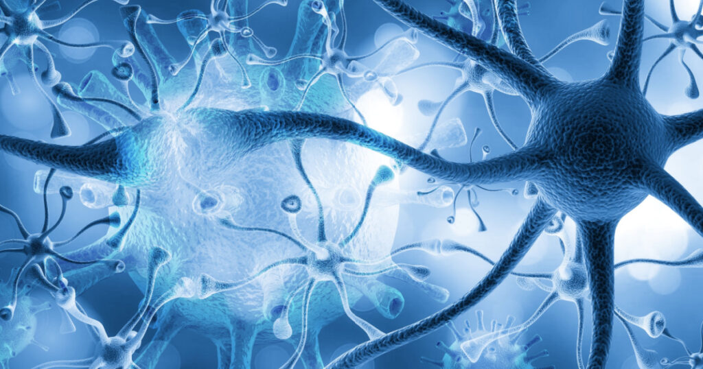 Brain human nervous system illustration