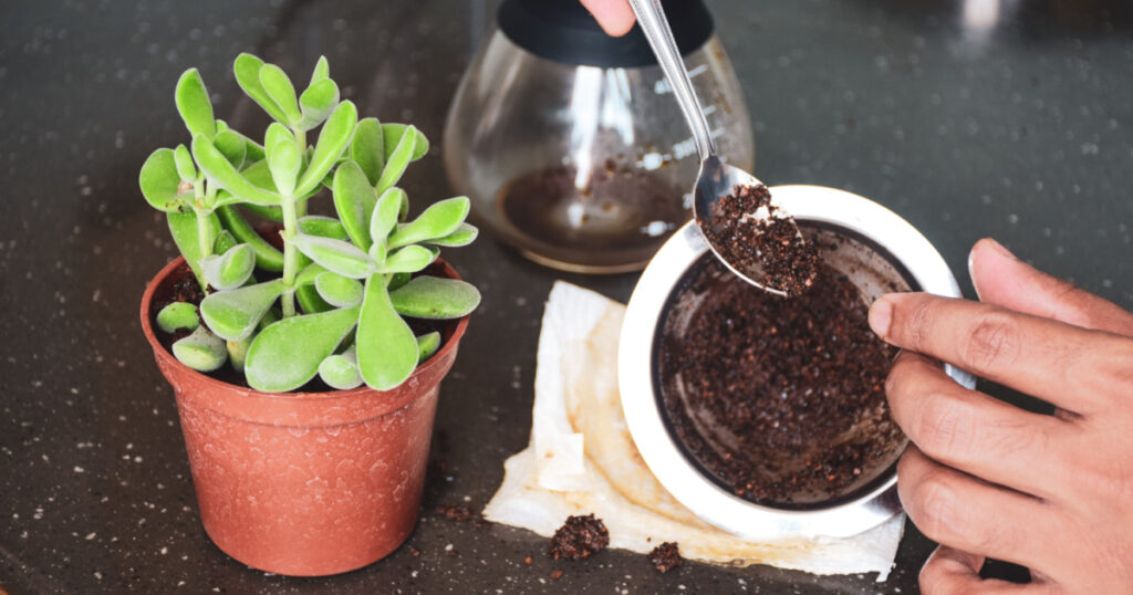 A South Asian man hand adding coffee ground paste to her succulent plant soil from coffee dripper. Natural organic fertilizer, selective focus on the plant.