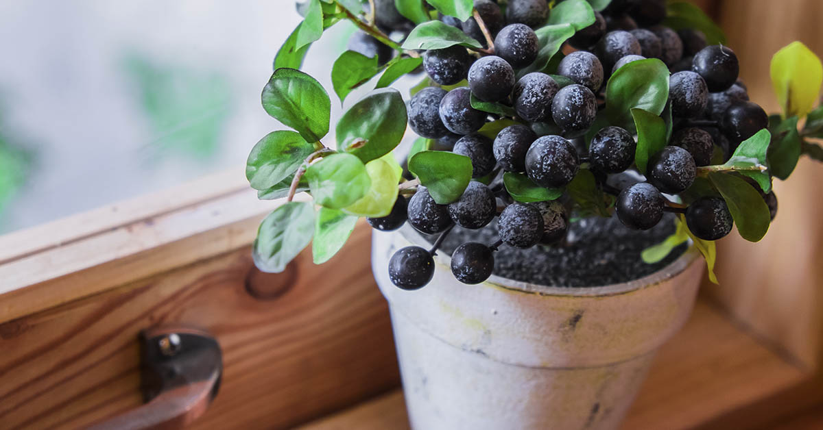 How To Successfully Grow Blueberries Indoors