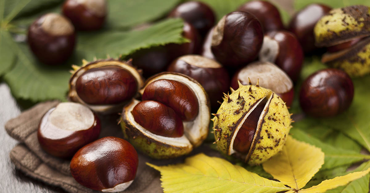 7 Potential Benefits of Horse Chestnut Extract (+ How to Use)