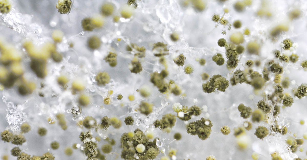 How to Know if Mold is Making You Sick