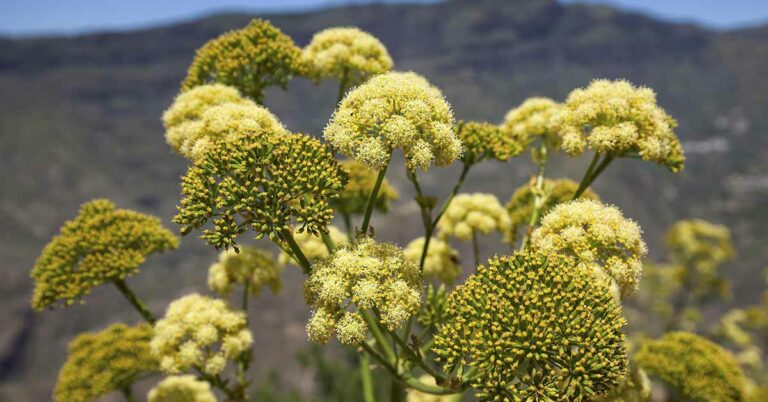 What Was Silphium? The Lost ‘Wonder Drug’ of the Romans - Featured image