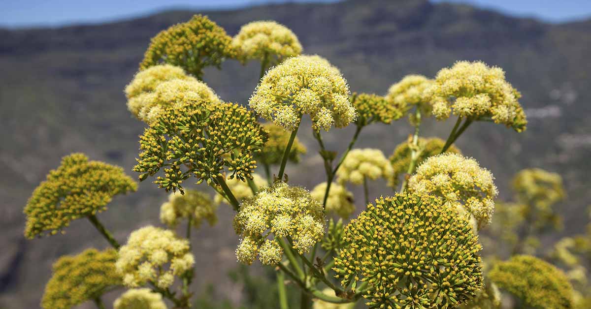 What Was Silphium? The Lost ‘Wonder Drug’ of the Romans