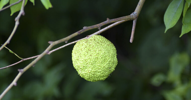 What are Hedge Apples, How are They Used, and are They Edible? - Featured image