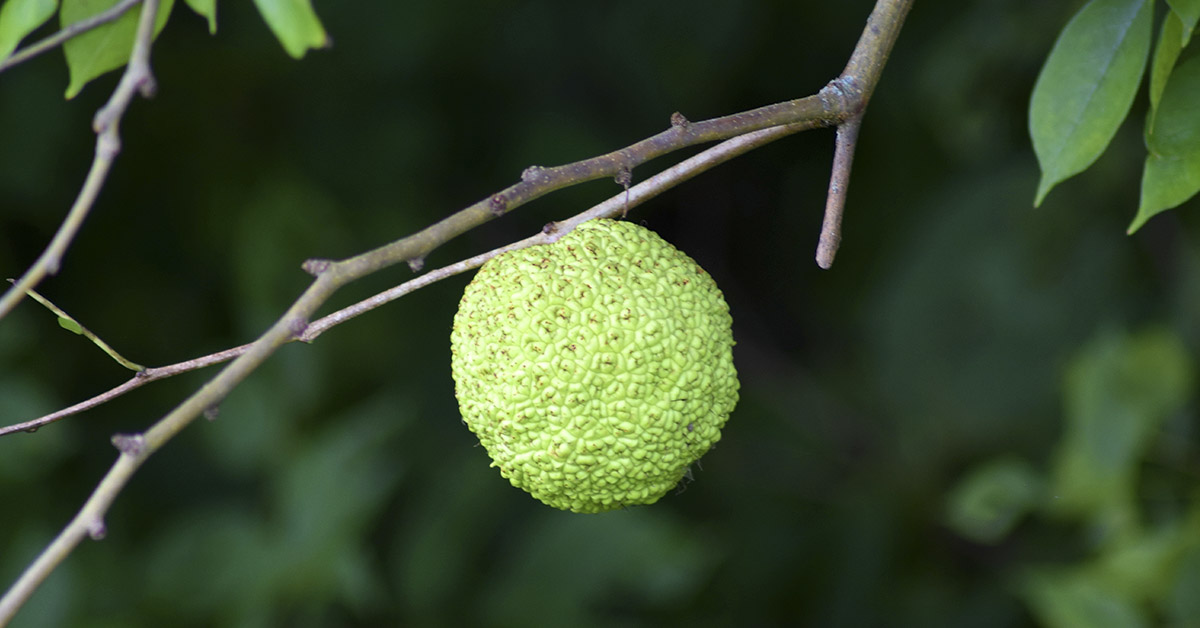 What are Hedge Apples, How are They Used, and are They Edible?