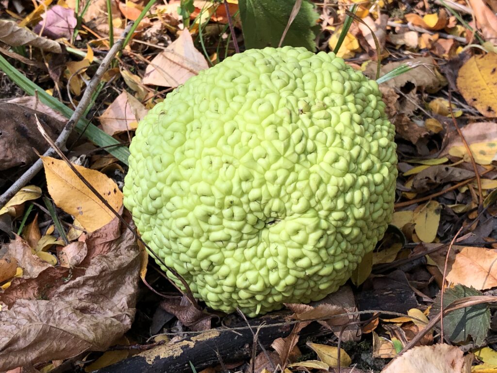 hedge apple