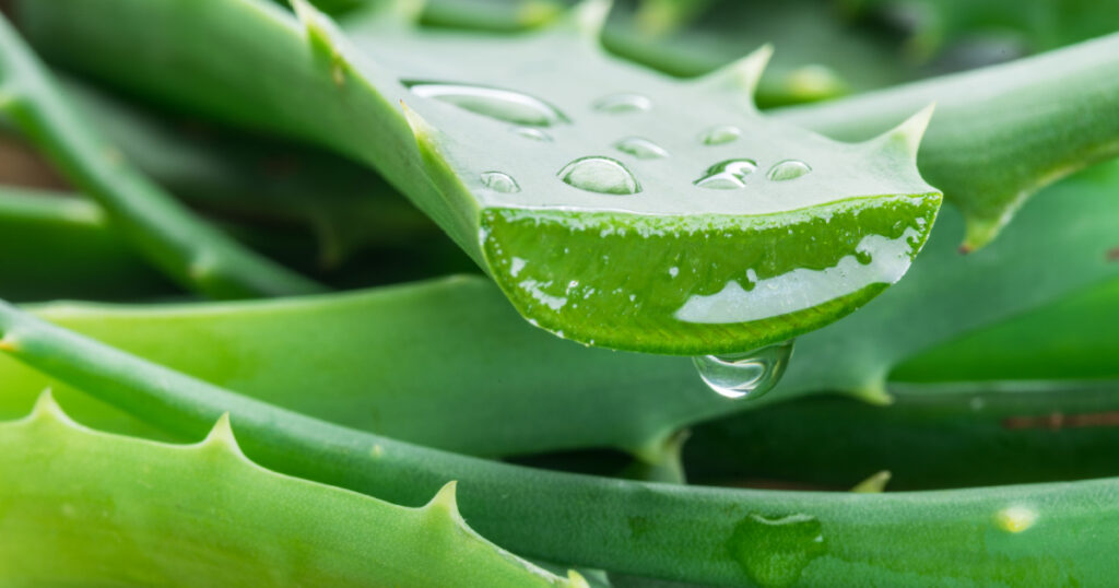 aloe vera