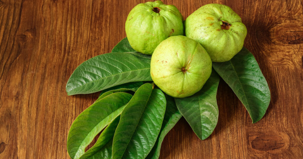 Crystal Guava (Psidium guajava) is a guava variety that is now favored by many Indonesian people
