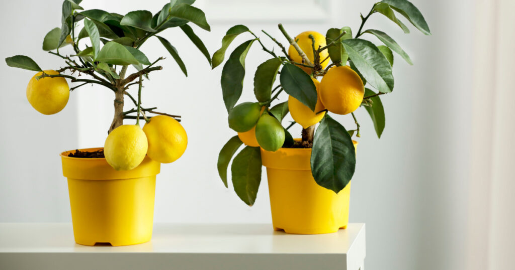 Nice delicate decorations on small white table. Lemon tree in yellow flowerpot in bright white colors with picture frame with blurred white wall background.