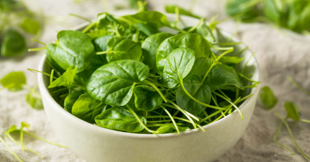 Raw Green Organic Watercress in a Bowl
