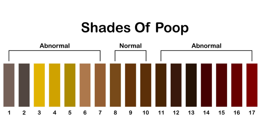 Shades color of poop. Human feces color strip. Healthy concept. Normal and abnormal value scale. Vector