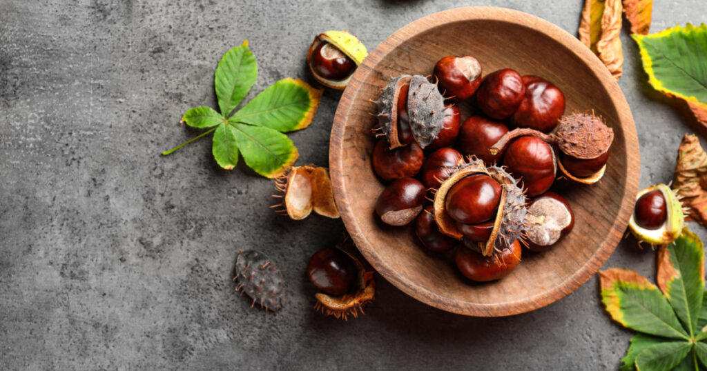 Horse chestnuts and leaves on grey table, flat lay. Space for text