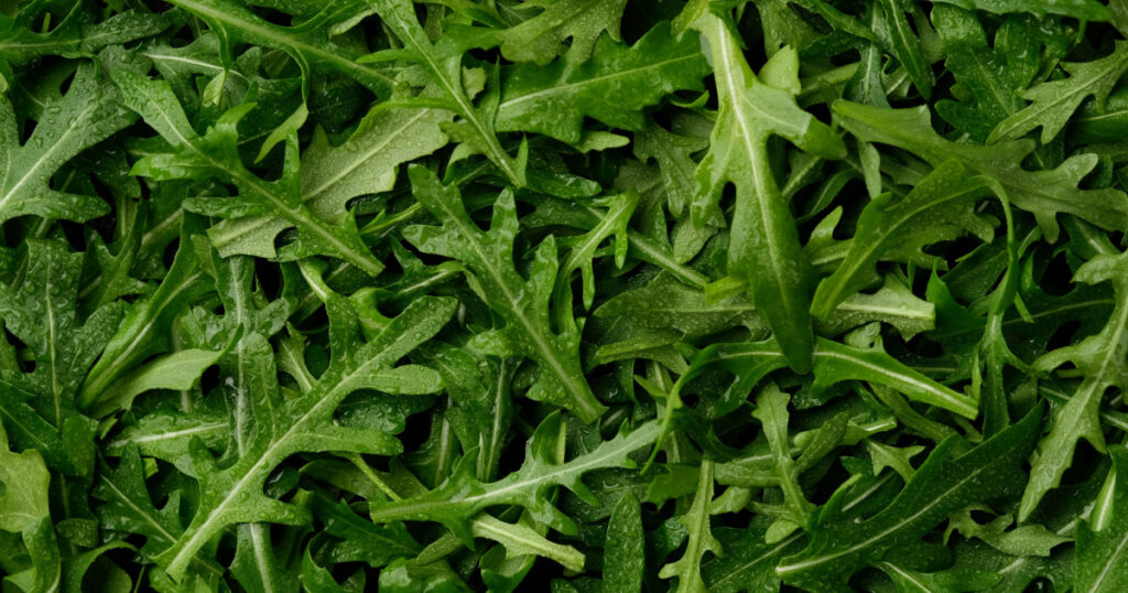 fresh arugula leaves top view
