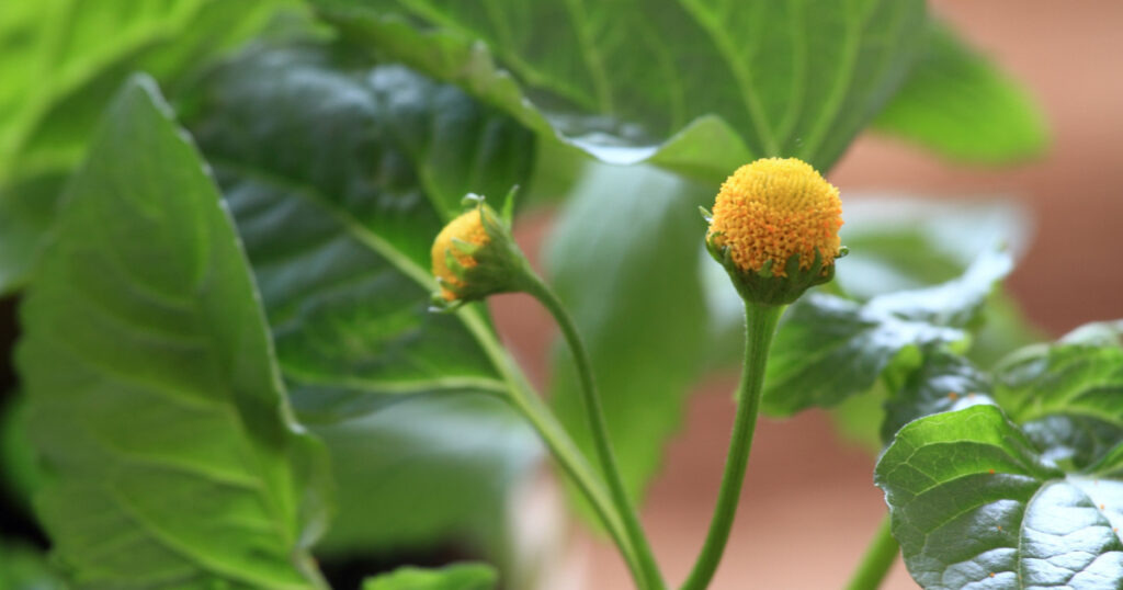 Detail of yellow flower Spilanthes oleracea, also known as toothache plant or paracress. Favourite plant with medicinal and culinary using.