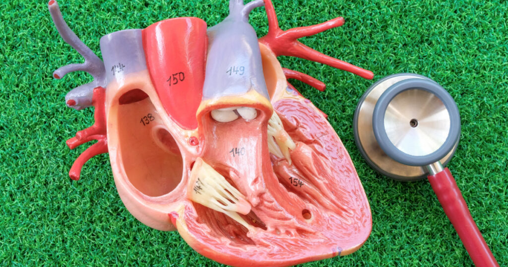 human heart model on green grass background
