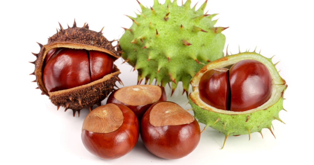 chestnut in the skin isolated on white background closeup