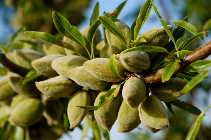 Almonds