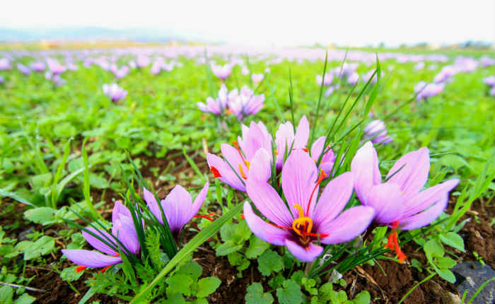 Saffron