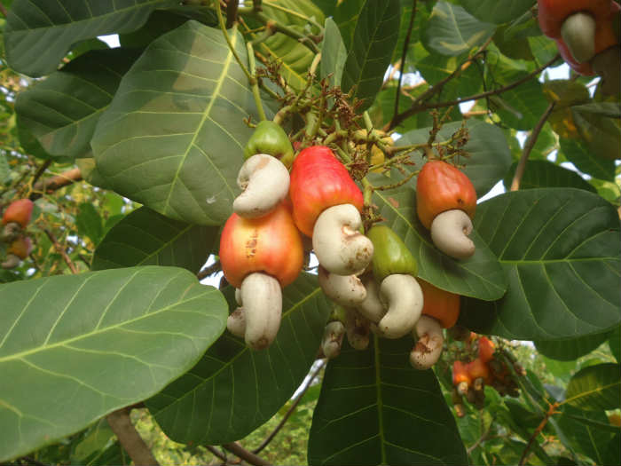 Cashews