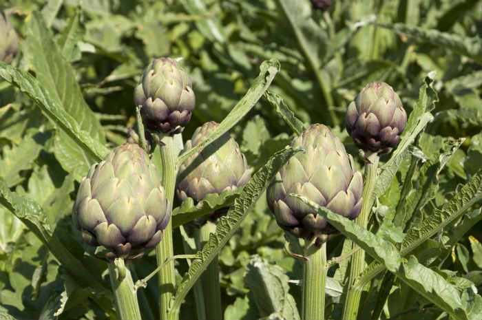 Artichokes