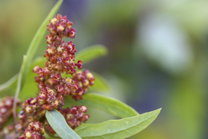 Quinoa
