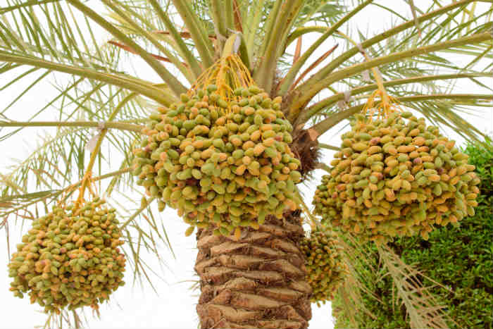 Dates